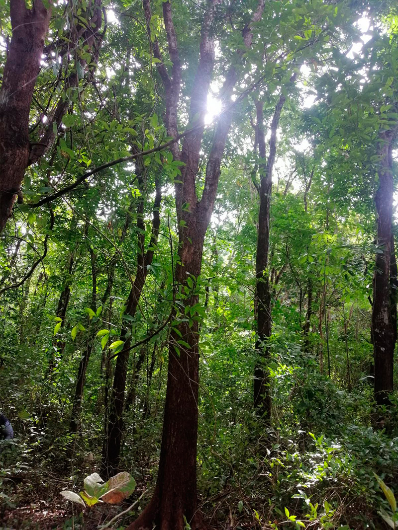 wood2